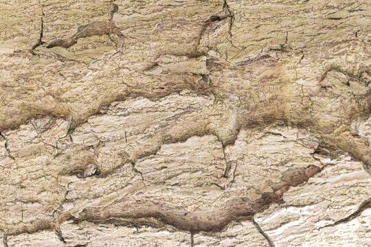 Soft Neutral Tropical Bark Background Texture