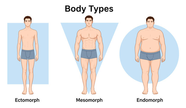 Male body type somatotype chart with ectomorph mesomorph endomorph