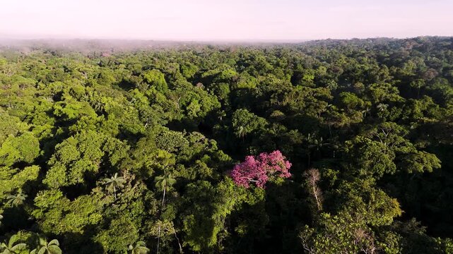 Cinematic Drone Footage of Leticia and Arara in the Amazon Rainforest &ndash; Colombia&rsquo;s Gateway to the Jungle and River Life