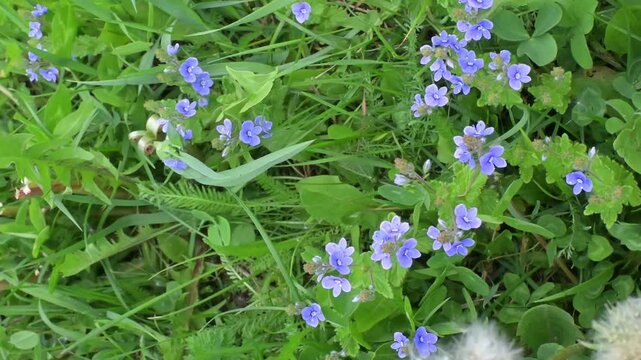 Delicate germander speedwell wildflowers bloom amidst lush greenery in a sunlit meadow during springtime, creating a vibrant tapestry of nature