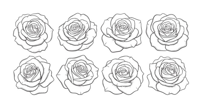Eight black and white line roses arranged in two rows flower floral botanical outline