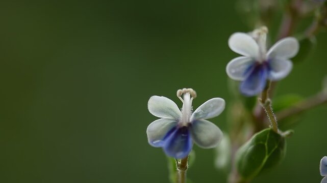 Rotheca serrata branch flowers and green leaves on natural background.