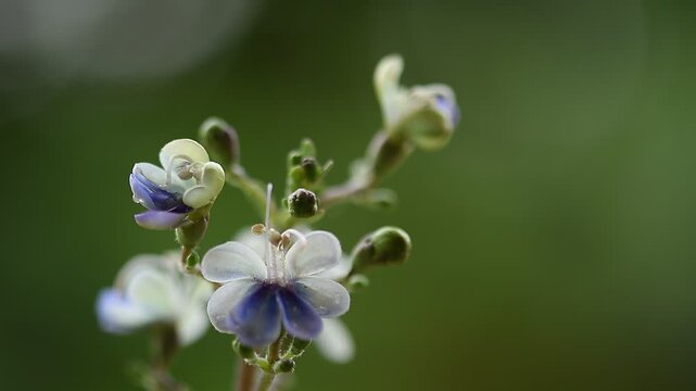 Rotheca serrata branch flowers and green leaves on natural background.