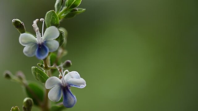 Rotheca serrata branch flowers and green leaves on natural background.
