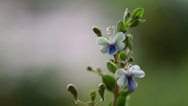 Rotheca serrata branch flowers and green leaves on natural background.