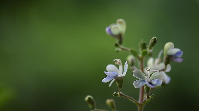 Rotheca serrata branch flowers and green leaves on natural background.
