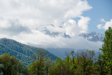 Obraz premium Beautiful mountain wilderness scenery with lush spring trees and cloudy mountain range. Scenic alpine landscape with green forested slopes in the foreground and snowy summits in the background.