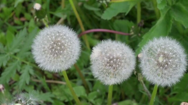 Capturing the delicate beauty of dandelions in a lush green meadow on a serene spring afternoon