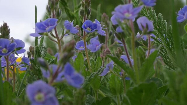 Discovering the beauty of veronica wildflowers in a serene meadow during a gentle spring day filled with colors and fragrant blooms