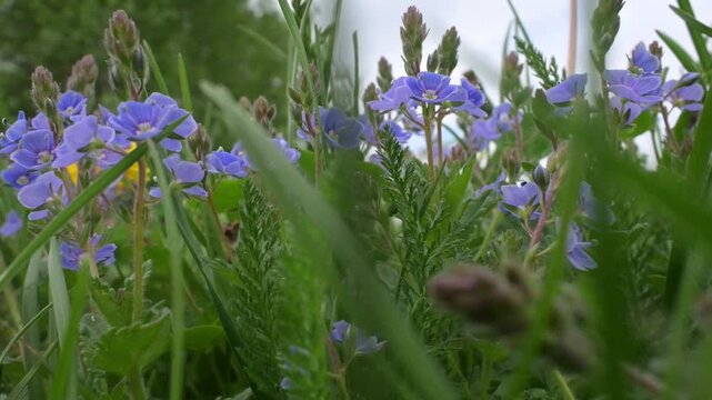 This enchanting stretch of meadow features delicate blue veronica wildflowers swaying elegantly with the breeze, while lush green grass frames this peaceful summer haven.