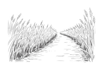 Hand drawn path through tall grass field with seed heads nature monochrome © Mahin