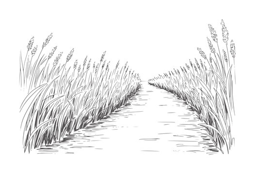 Hand drawn path through tall grass field with seed heads nature monochrome