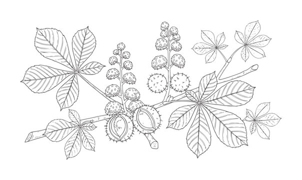 Line of horse chestnut leaves and spiky seed pods botanical nature