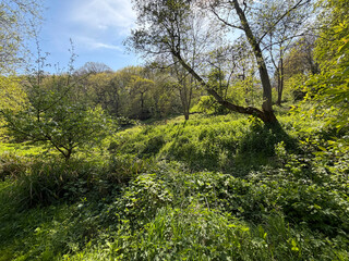 Fototapeta premium A picturesque view featuring lush green trees illuminated by sunlight. A row of charming Victorian houses are visible in the distance in Grove Lane Nature Area, Headingley, Leeds, UK