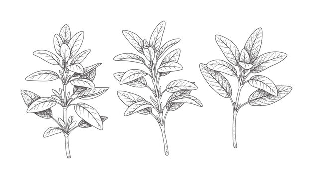 Three line of sage herb sprigs white plant leaf