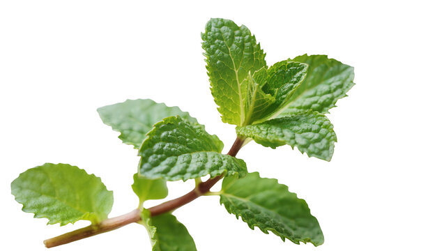 Fresh green mint sprig with serrated leaves, isolated on transparent background