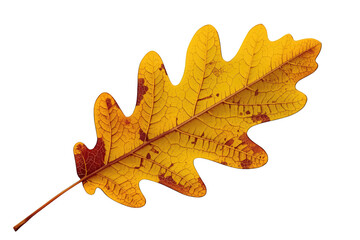 Fototapeta premium Autumn oak leaf turning yellow, showing fall season changing colors with detailed veins, transparent background
