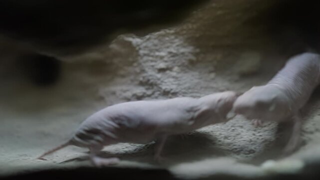 Close up of naked mole rats moving in their sandy underground tunnels. The hairless rodents, known as sand puppies, crawl interact within their subterranean colony. Natural wildlife behavior footage