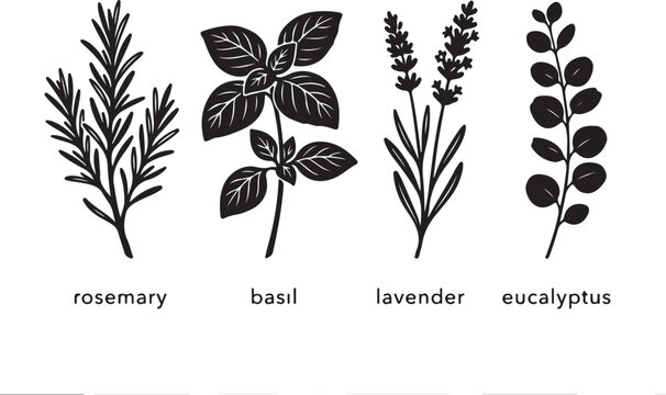 Herb icons, black botanical illustrations, rosemary, basil, lavender, eucalyptus, vector plants
