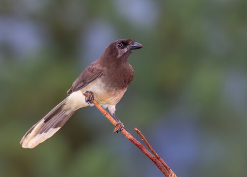 Brown Jay (Psilorhinus morio) perched on a branch in the rainforests of Boca Tapada, Laguna de Lagarto Lodge, Costa Rica