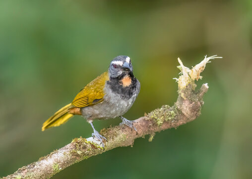 Buff-throated saltator (Saltator maximus) perched on a branch in the rainforests of Boca Tapada, Laguna de Lagarto Lodge, Costa Rica