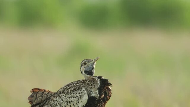 Medium shot of a black-bellied bustard standing on a termite mound calling, Kruger National Park.