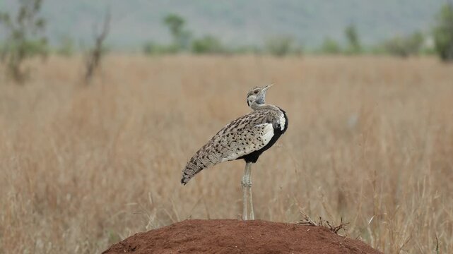 Wide shot of a black-bellied bustard standing on a termite mound calling, Kruger National Park.