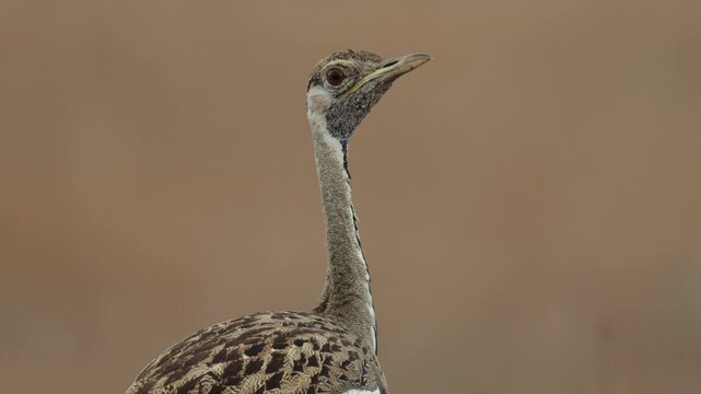 Medium shot of a black-bellied bustard head and neck while turning its head, Kruger National Park.