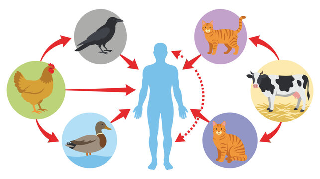 Diagram showing zoonotic disease transmission cycle between animals.