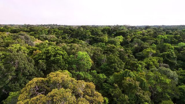 Cinematic Drone Footage of the Amazon Rainforest in Colombia &ndash; Wild Jungle Rivers and Endless Green Canopy