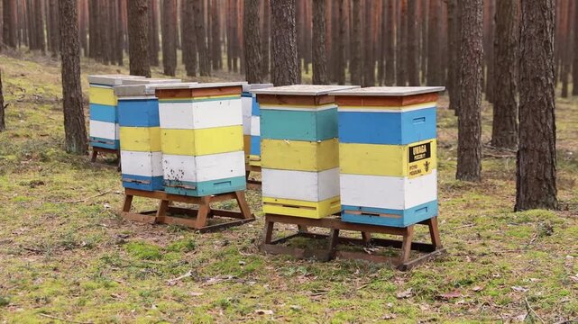 Wide view of colorful beehives placed among tall pine trees in quiet forest landscape with bees flying around hives. Natural apiary environment connected with sustainable agriculture, pollination