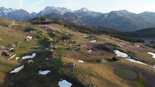 Traditional shepherd huts and blooming purple crocus flowers in Velika Planina, Slovenia, Alps.