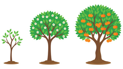 Fototapeta premium Set of three stages of tree growth from sprout to fruit bearing.