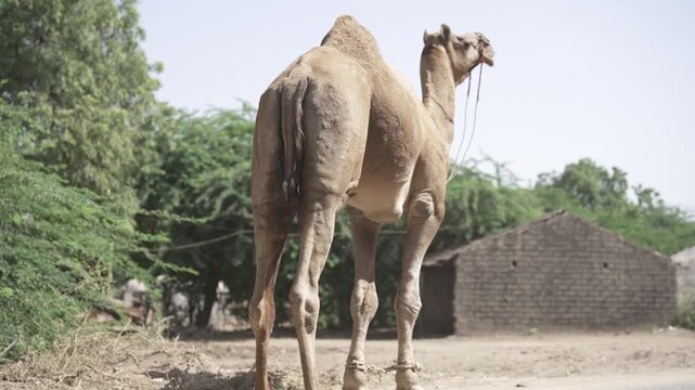 Traditional camel walking on a dusty village road in rural Gujarat, India. Low angle countryside footage featuring authentic village life, desert culture, rural travel, and natural outdoor scenery.