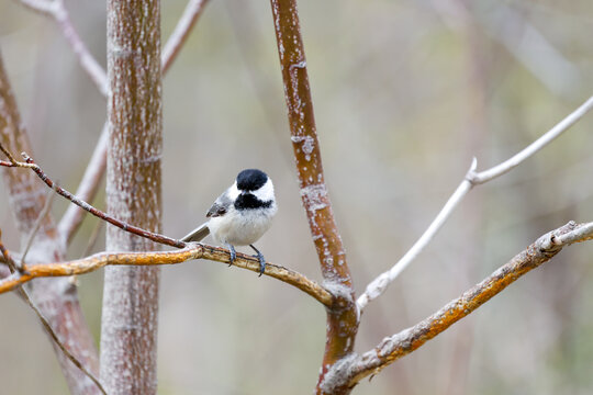 m&eacute;sange &agrave; t&ecirc;te noire, Qu&eacute;bec, Canada