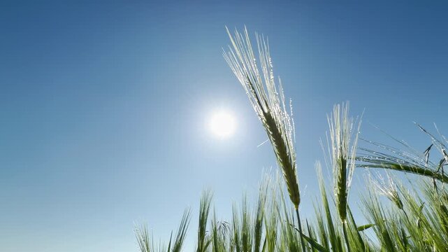 Vibrant green barley heads sparkle with morning dew under a warm sun. This peaceful scene feels fresh, hopeful, and full of life. It evokes a joyful sense of natural beauty.