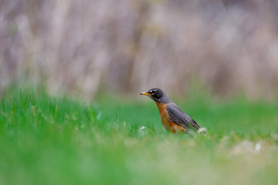 Merle d'am&eacute;rique, (Turdus migratorius), Qu&eacute;bec, Canada	