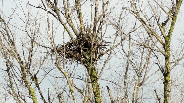 A sturdy bird nest sits securely in the tangled branches of a leafless tree. This quiet scene feels lonely and cold yet hopeful for spring. The mossy wood stands still under a pale sky.
