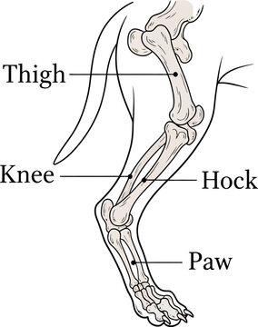 Anatomical diagram of a dog hind leg skeleton showing the thigh knee hock and paw bones with labels for veterinary education and biology study