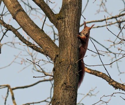 Eichh&ouml;rnchen (Sciurus vulg&auml;res) auf Baum bei Sonnenaufgang