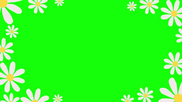 White daisy animation on green background. Chroma key green screen cute flower motion graphic template.	