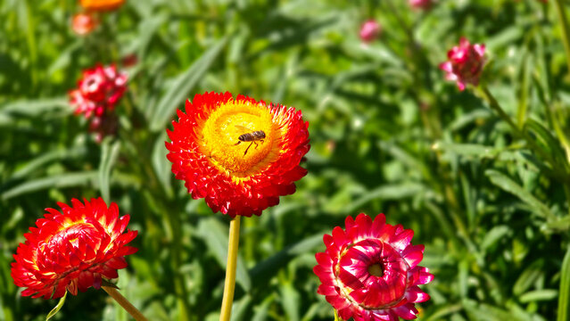 Red strawflower blossoms bee unny garden macro floral photography vibrant petals natural green background outdoor botanical closeup selective focus colorful spring flower texture decorative ornamental
