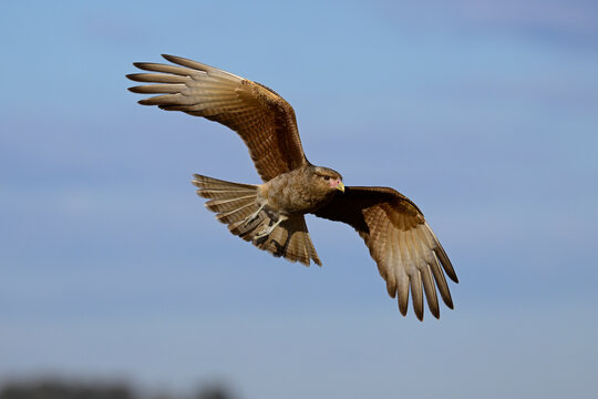 Caracara chimango in flight , La Pampa province, Patagonia , Argentina