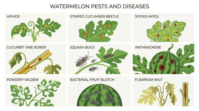 Educational infographic showing common watermelon plant pests and diseases including aphids cucumber beetles squash bugs and various fungal plant infections