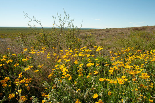 Gaillardia cabrerae, ENDEMIC ESPECIE fron Lihu&eacute; Calel National Park, La Pampa, Argentina.