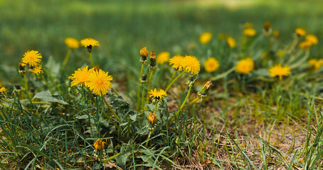 Yellow dandelion flower in grass, spring nature background. © Mykola