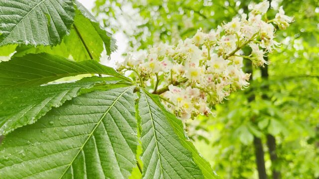 heavy raindrops strike the broad leaves and white blossoms. Each drop creates a soft tapping sound against the foliage. A light pitter-patter echoes through the green woods.