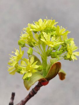 Beautiful flowers of Norway maple in spring
