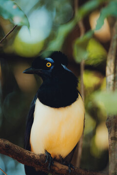 Tucano