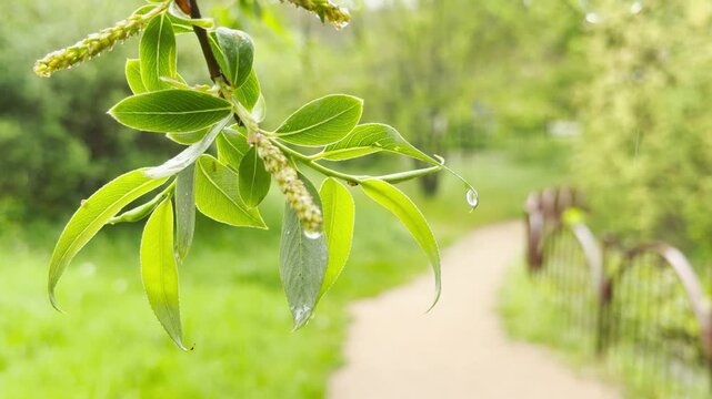 Raindrops strike the vibrant willow leaves and catkins. This action creates a soft, rhythmic pattering sound. The water then drips onto the path with a light, wet tapping.